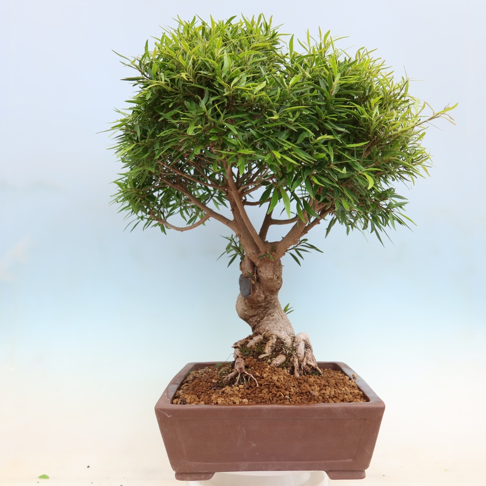 Szobai bonsai - Ficus nerifolia - kislevelű fikusz