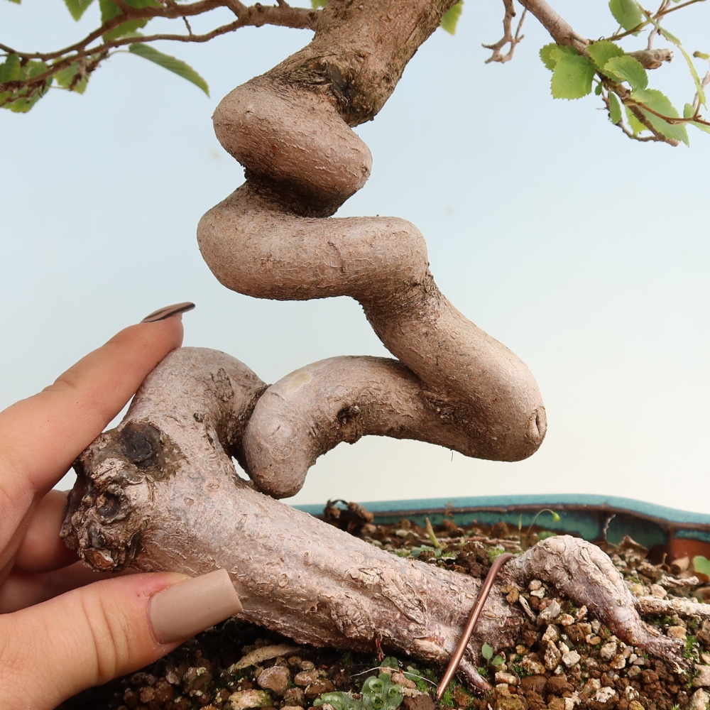 Kültéri bonsai -Carpinus CARPINOIDES - Koreai gyertyánfa
