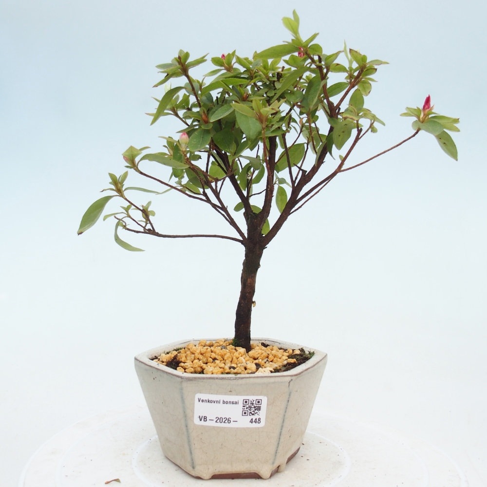 Kültéri bonsai - japán azálea - Azalea sp.