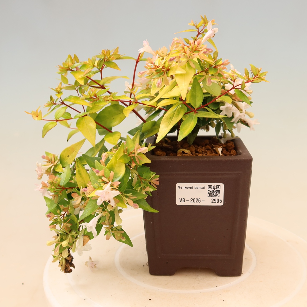 Kültéri bonsai – Abelia gr. Kleidoscope – Nagyvirágú abélia