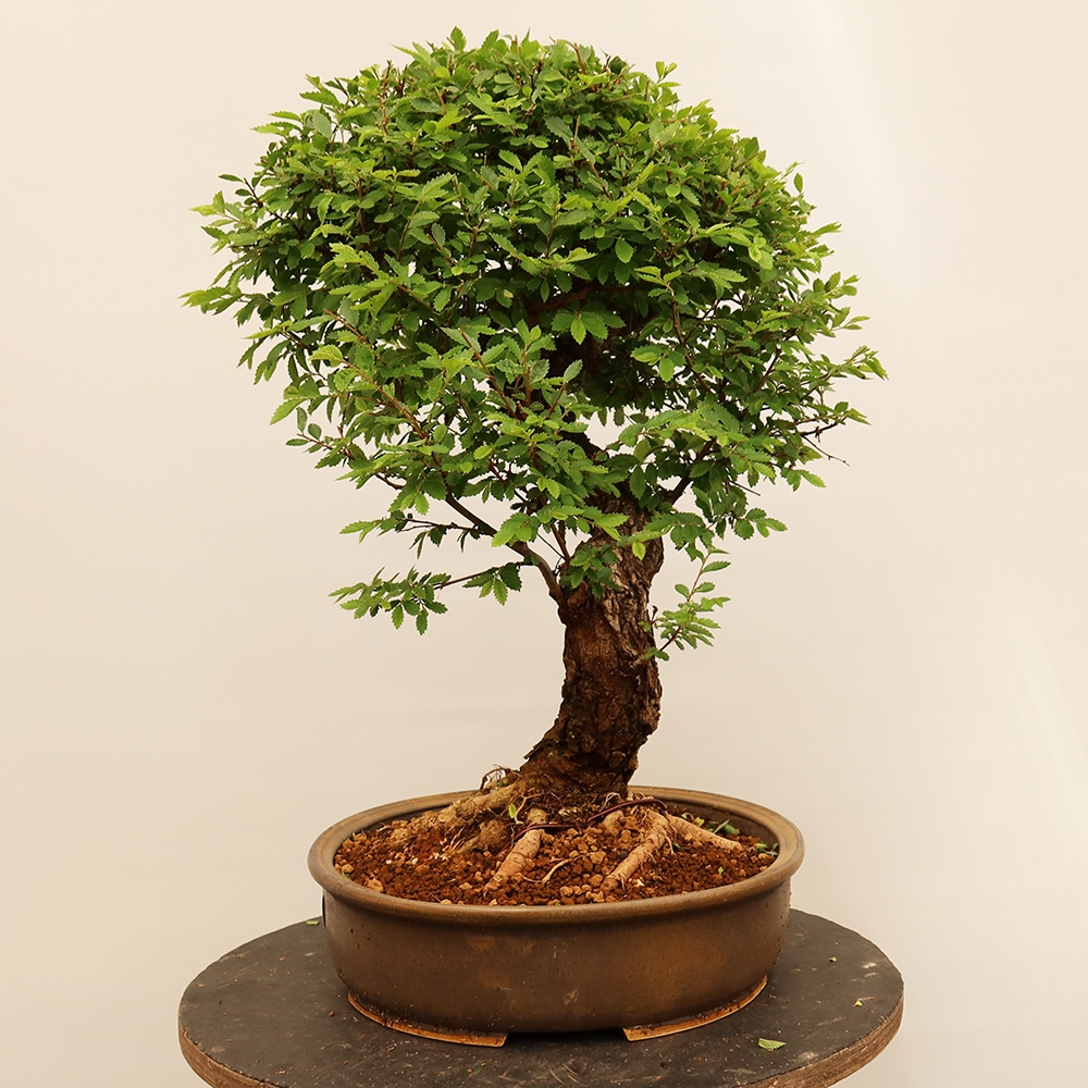 Kültéri bonsai - Zelkova - Zelkova NIRE