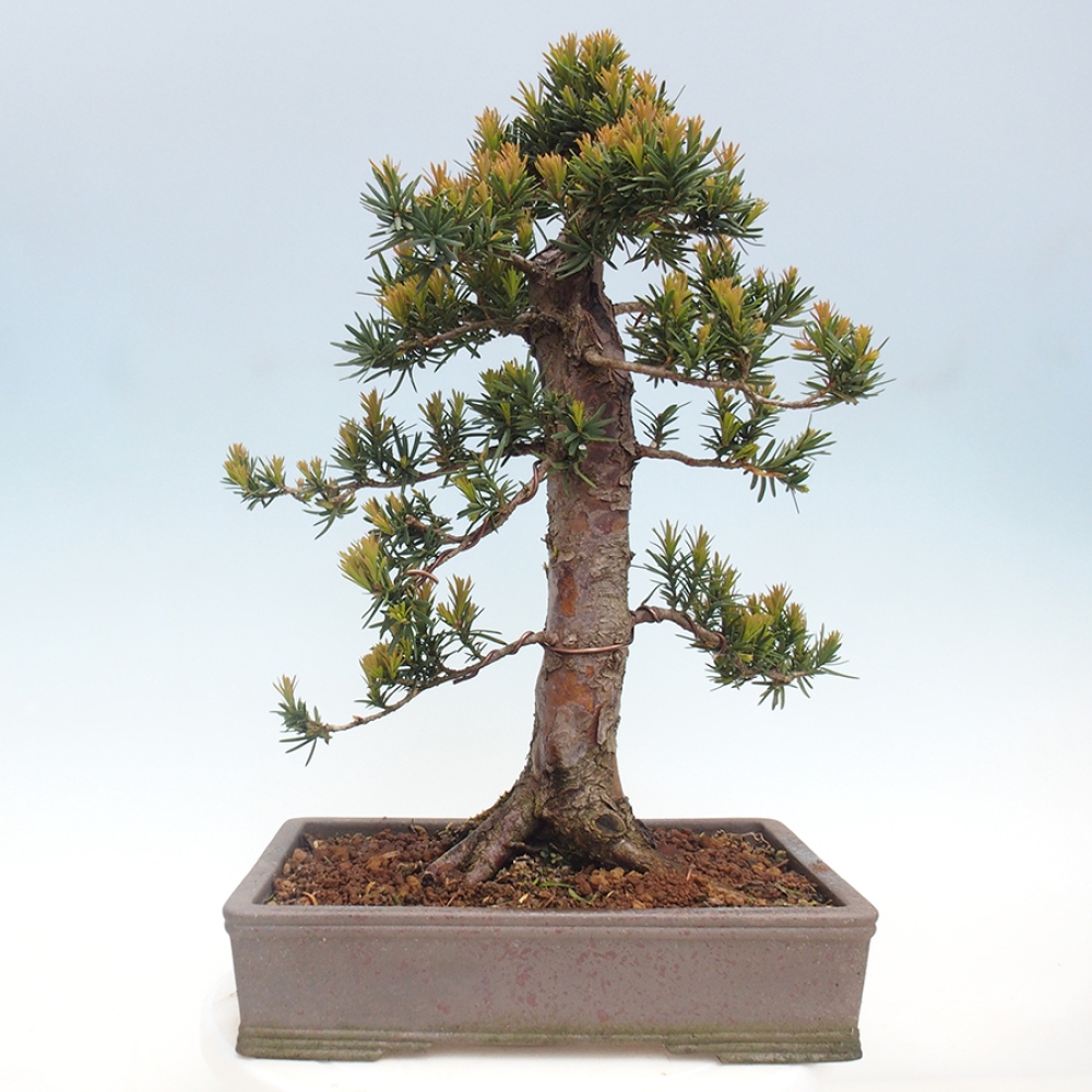 Kültéri bonsai - Taxus cuspidata - japán tiszafa