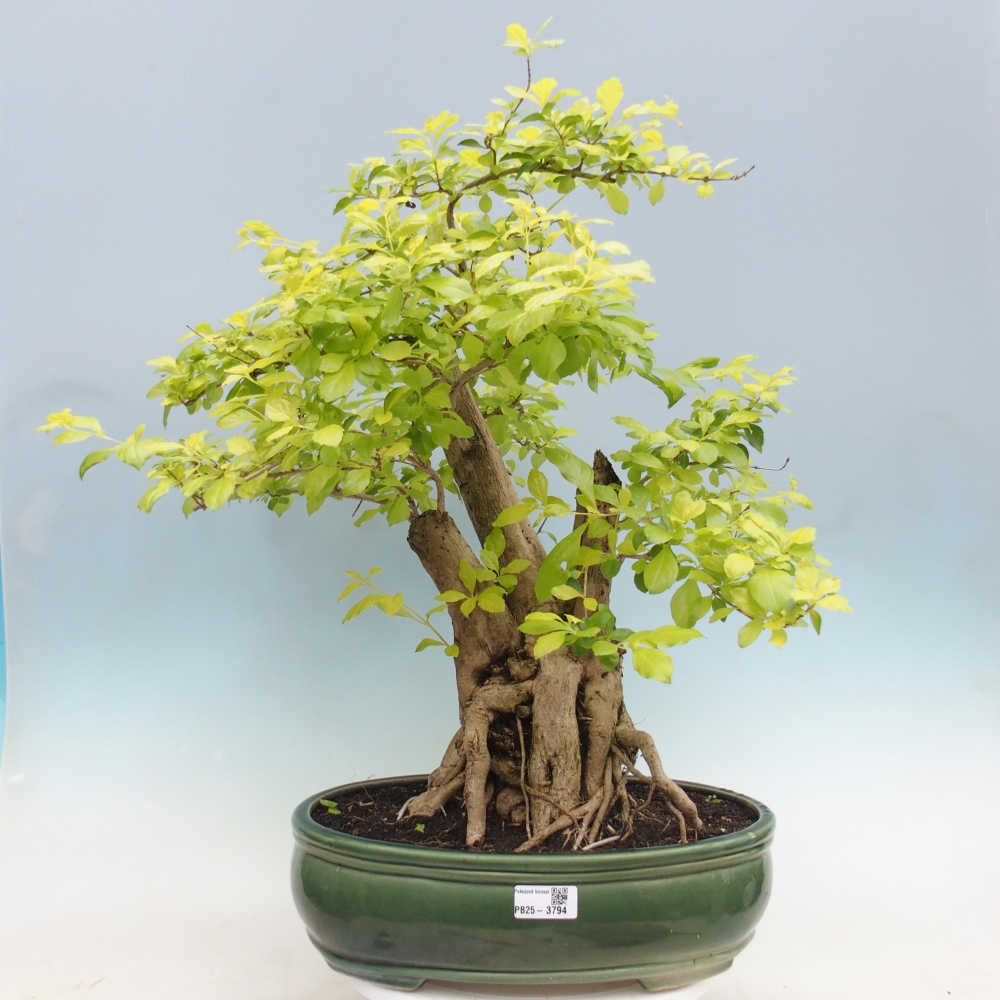 Szobai bonsai - Duranta erecta Aurea - CSAK SZEMÉLYES Begyűjtés vagy raklapos szállítás