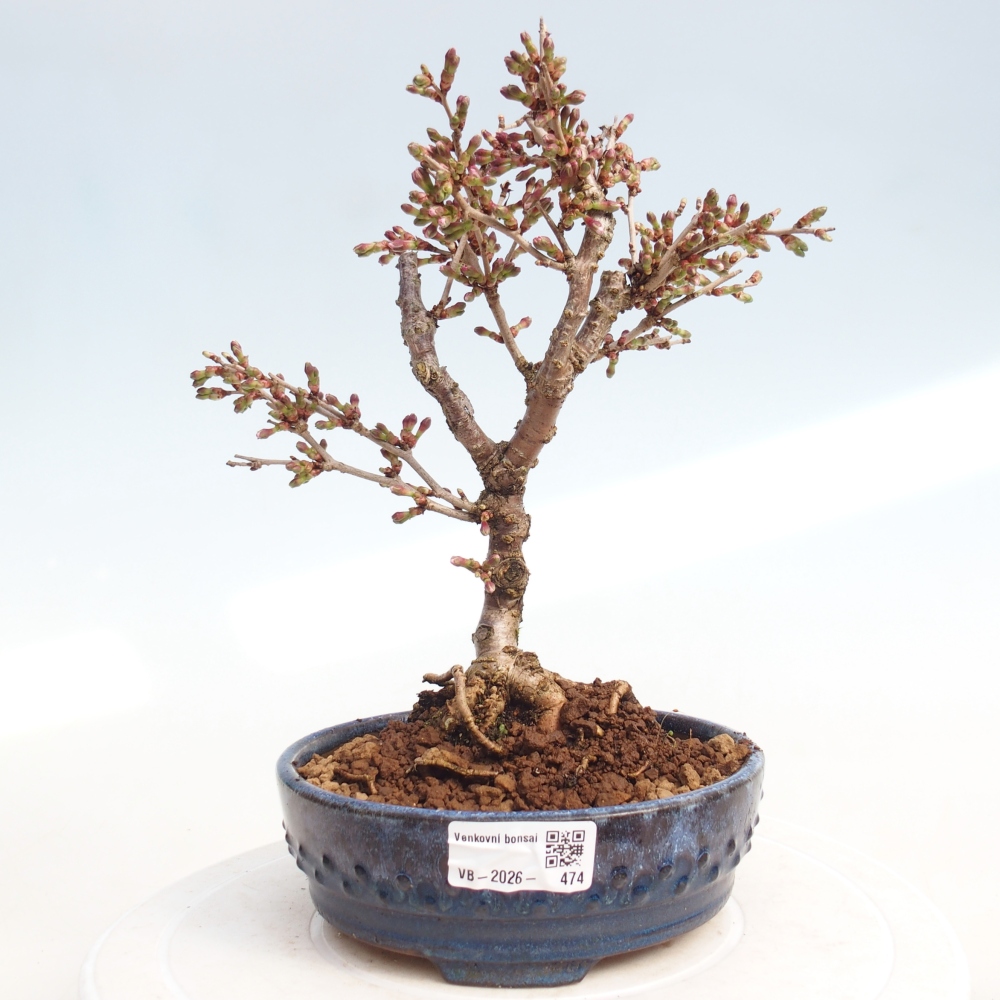 Kültéri bonsai - Prunus incisa Kojou-no mai-Plivon kivágva