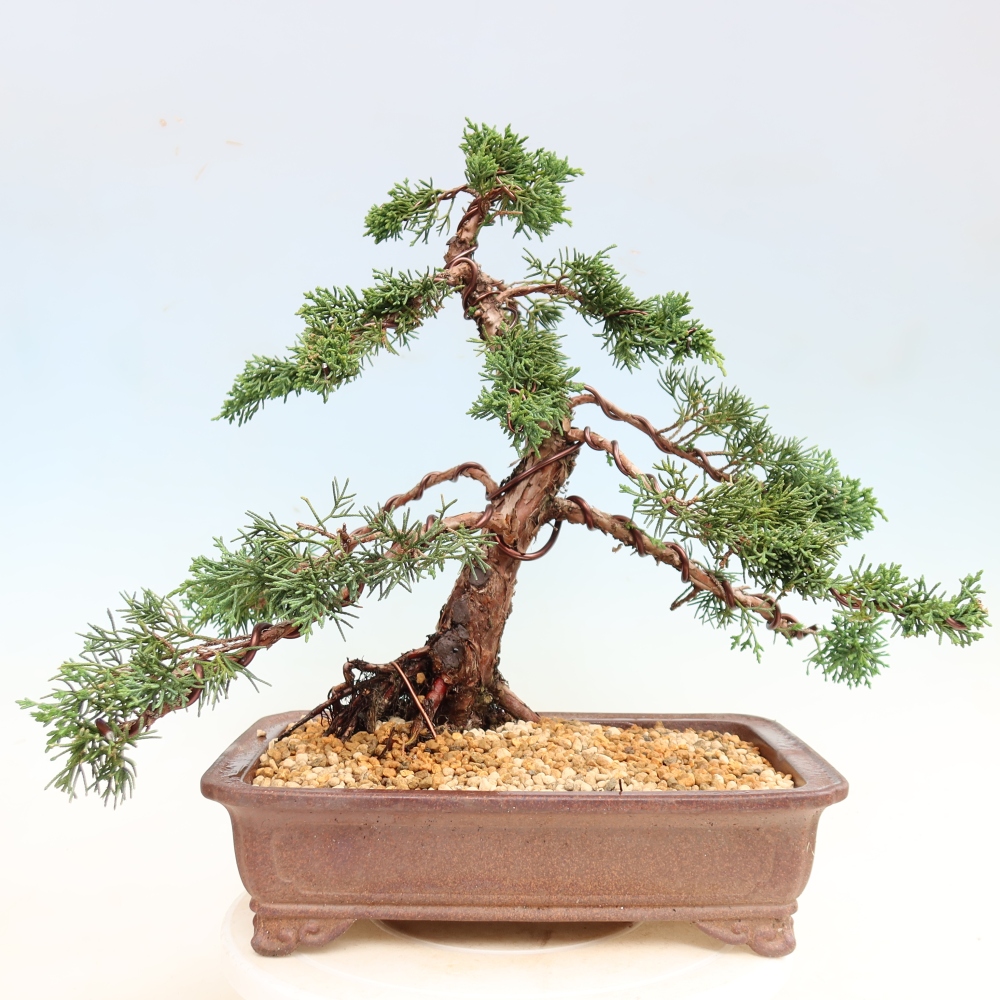 Kültéri bonsai - Juniperus chinensis Kishu
