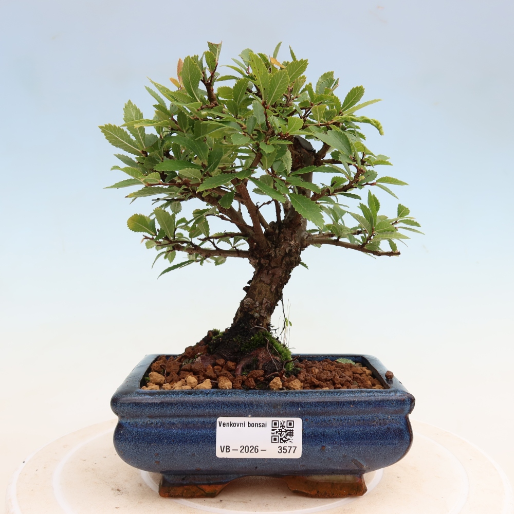 Kültéri bonsai - Zelkova - Zelkova NIRE