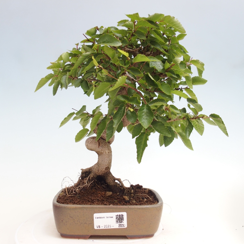 Kültéri bonsai -Carpinus CARPINOIDES - Koreai gyertyánfa