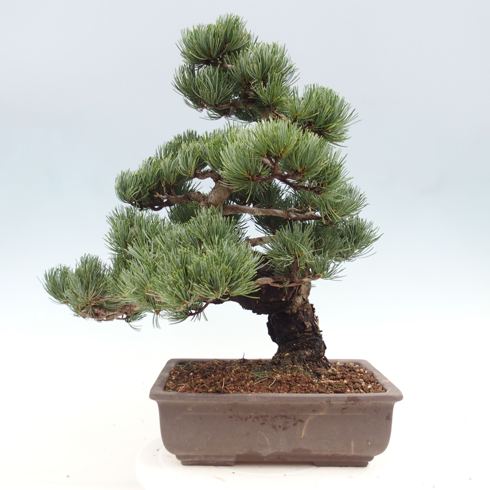 Kültéri bonsai - Pinus parviflora - Pinus parviflora