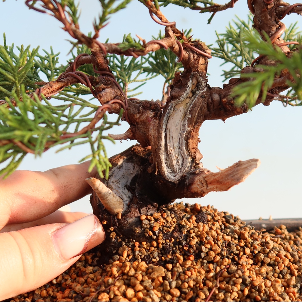Kültéri bonsai - Juniperus chinensis Itoigawa