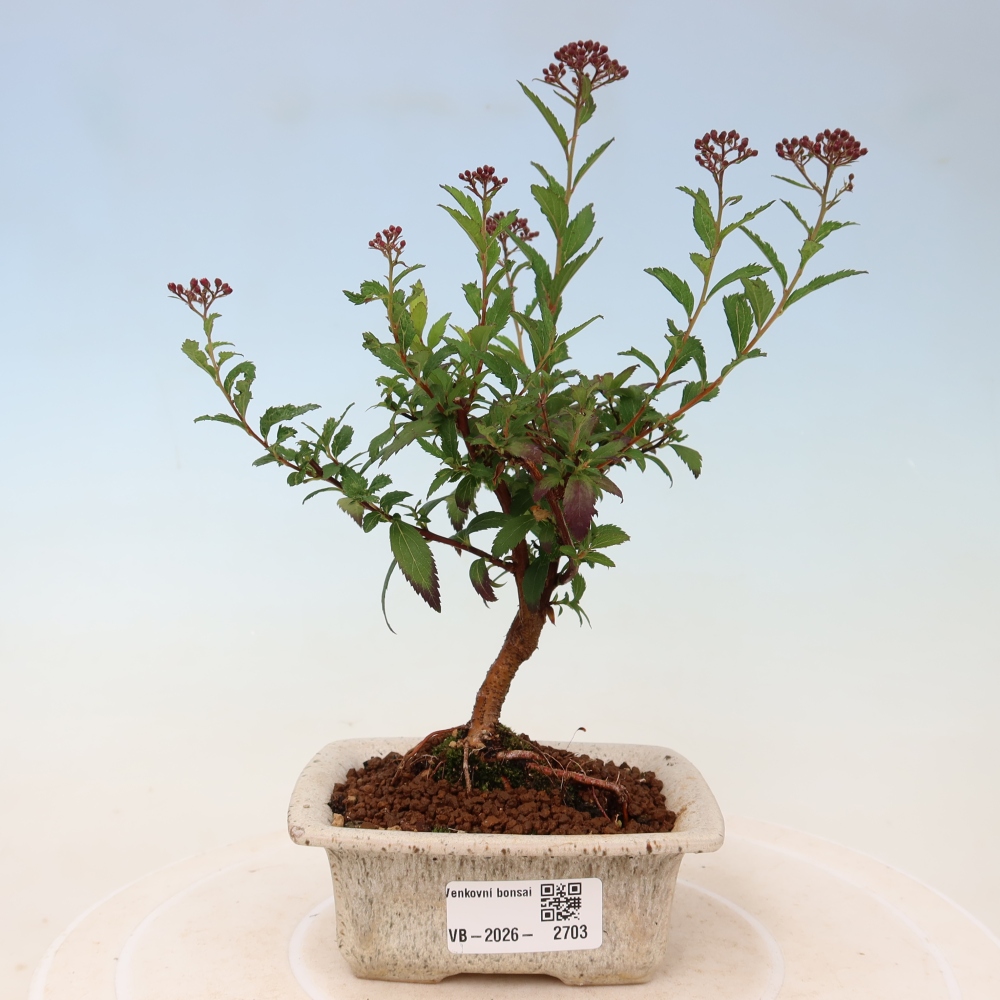 Kültéri bonsai – japán spirea – Spirea japonica Anthony Waterer