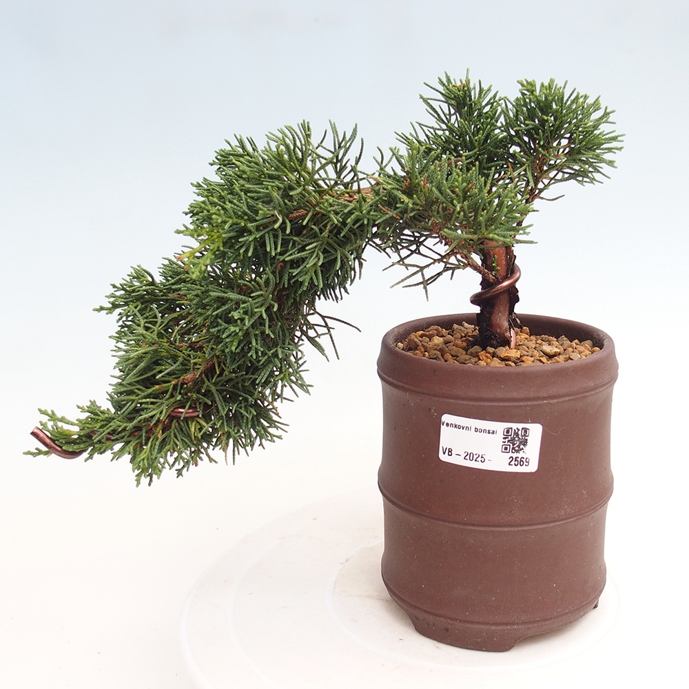 Kültéri bonsai - Juniperus chinensis Kishu