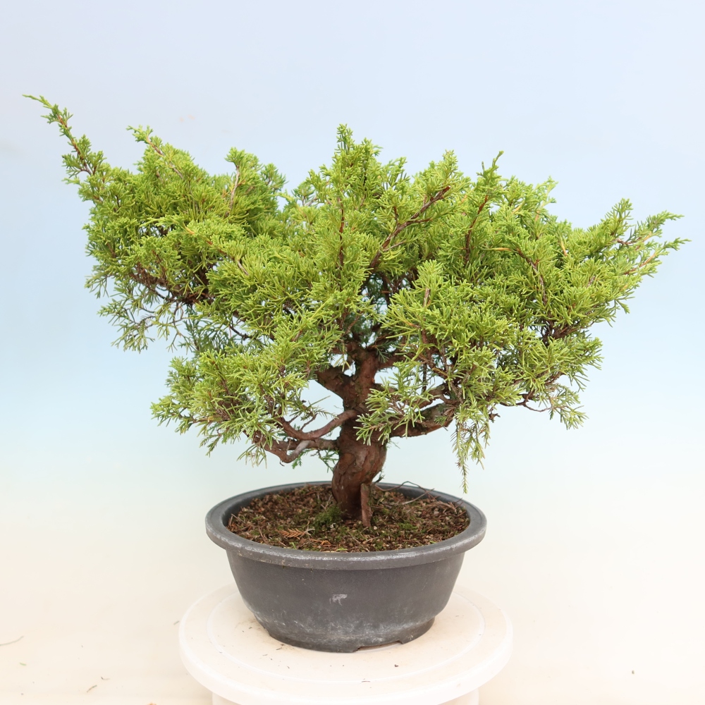 Kültéri bonsai - Juniperus chinensis Itoigawa-Juniperus chinensis