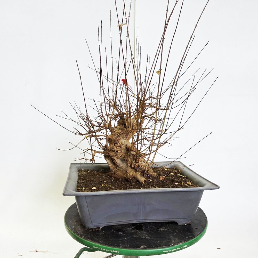 Kültéri bonsai juhar Burger - Acer Burgeriana