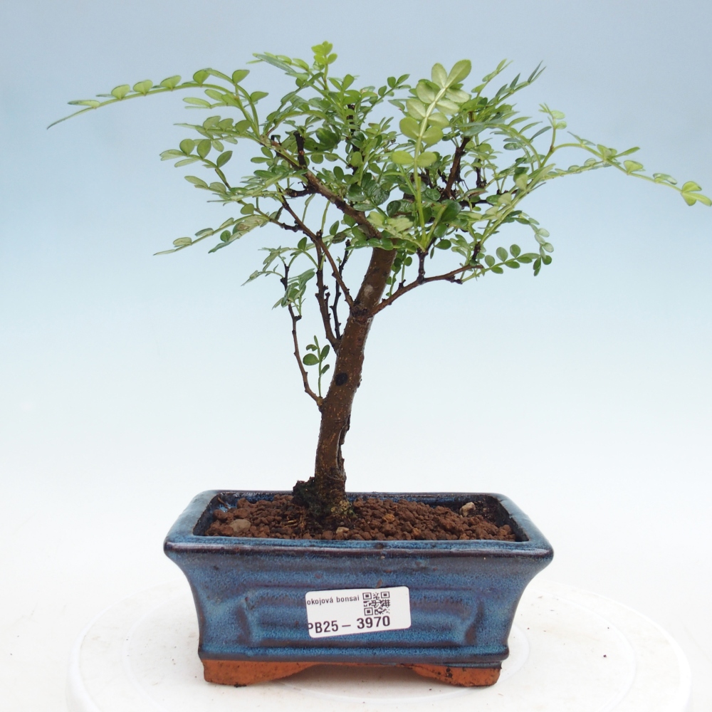 Szobai bonsai - Zantoxylum piperitum - borsfa