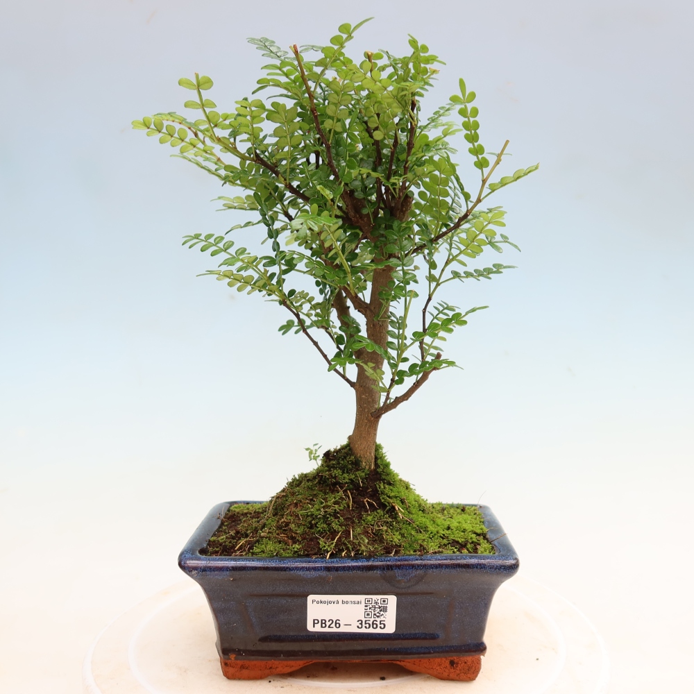 Szobai bonsai - Zantoxylum piperitum - borsfa