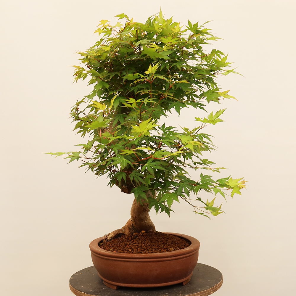 Kültéri bonsai - Maple palmatum - Pálmák
