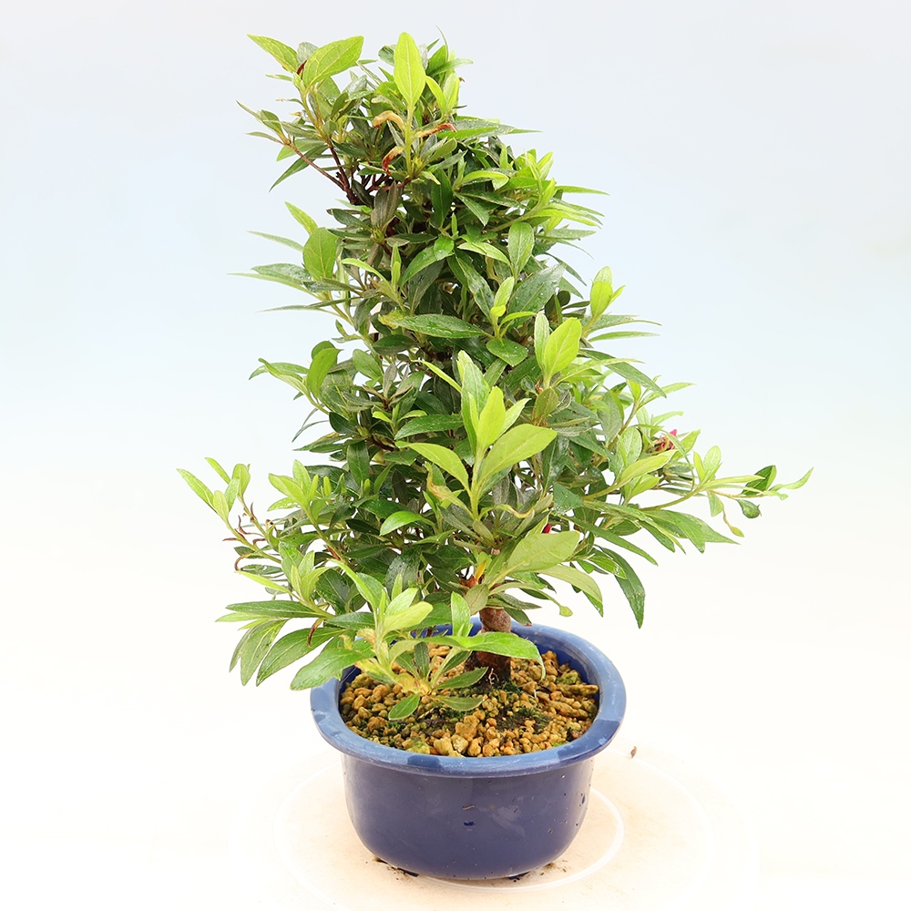 Kültéri bonsai - Japán azálea - Azálea Yoko