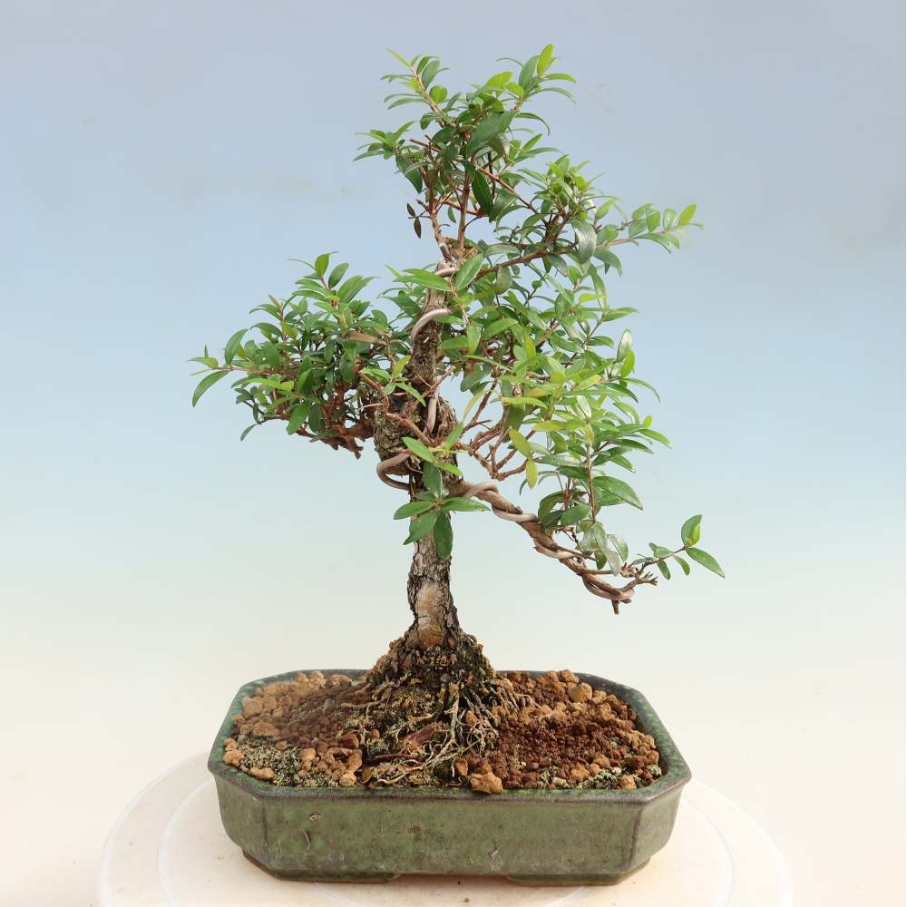 Szobai bonsai - Myrtus communis - Mirtus communis - Mirtusz