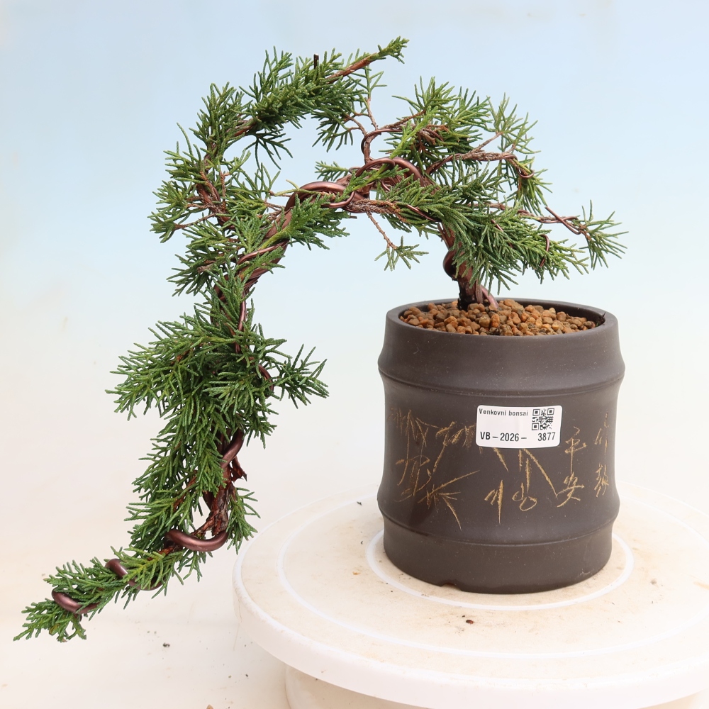 Kültéri bonsai - Juniperus chinensis Kishu