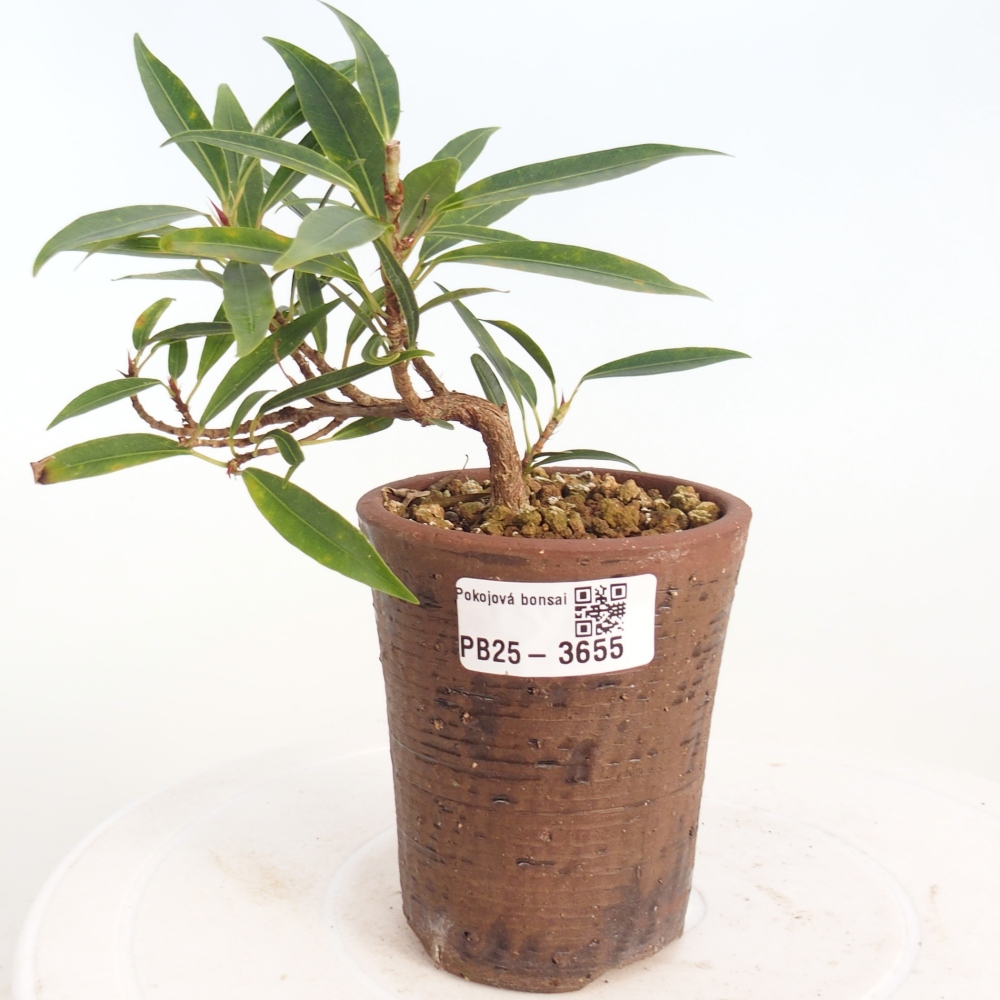 Szobai bonsai - Ficus nerifolia - kislevelű fikusz