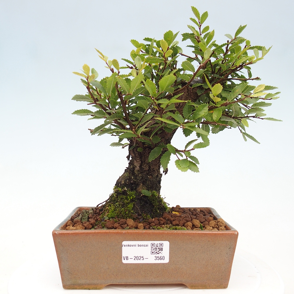 Kültéri bonsai - Zelkova - Zelkova NIRE