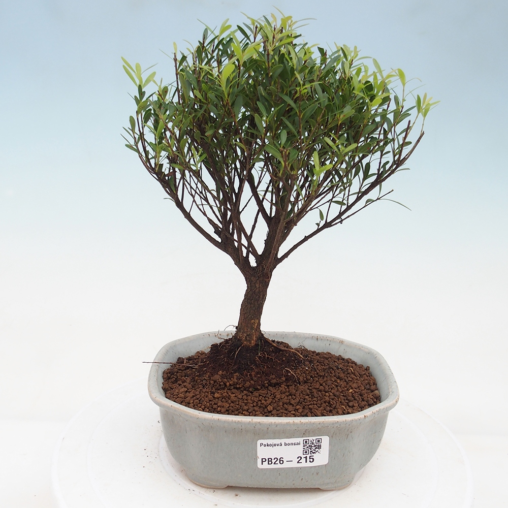 Szobai bonsai - Syzygium - Pimento