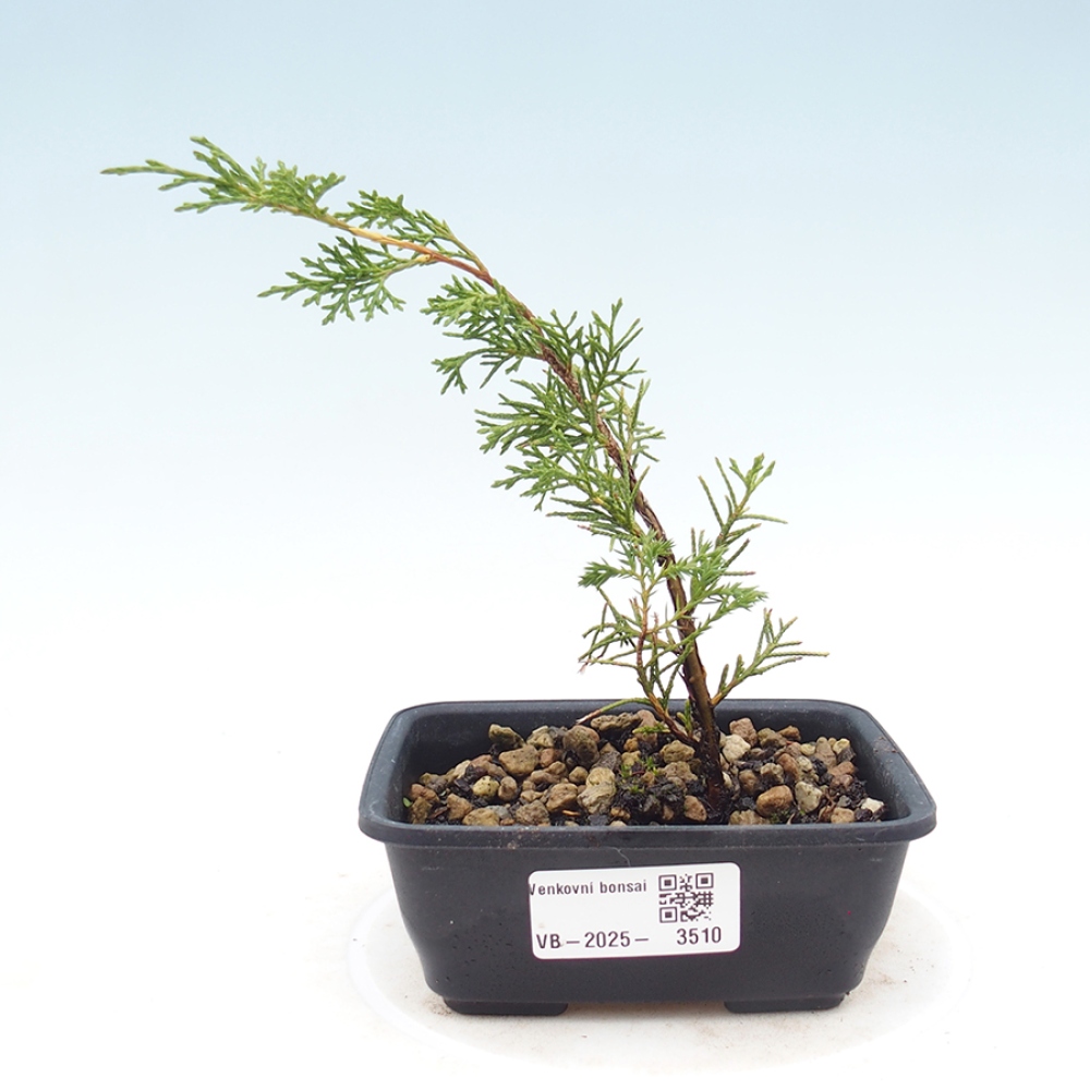 Kültéri bonsai - Juniperus chinensis Itoigawa