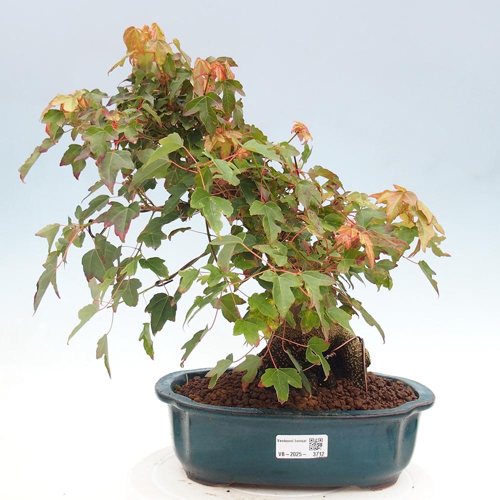Kültéri bonsai - Acer Buergerianum - Burger juhar