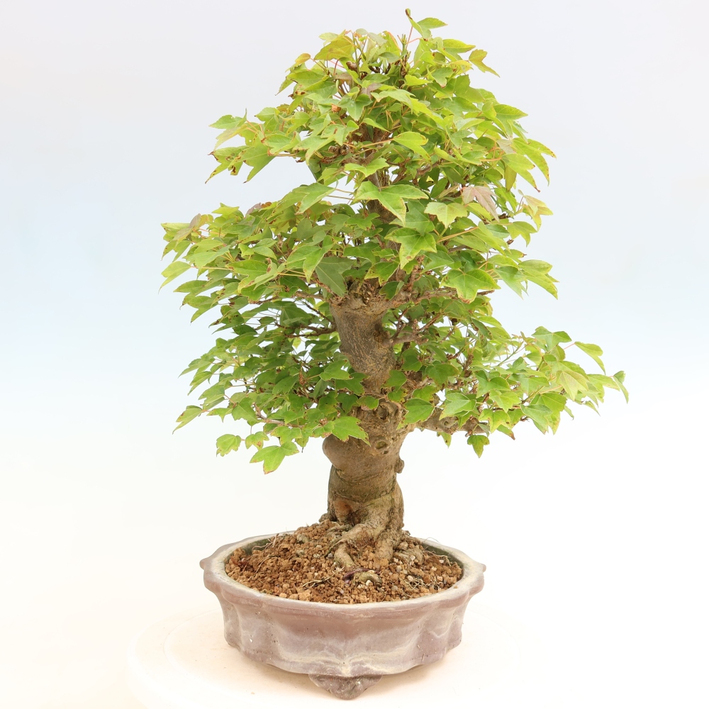 Kültéri bonsai - Juhar Burger - Acer Burgerianum