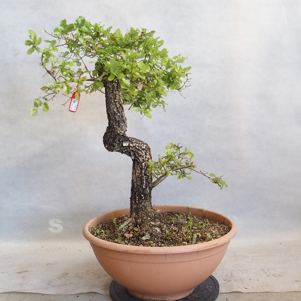 Kültéri bonsai Quercus Cerris - Tölgy Cer