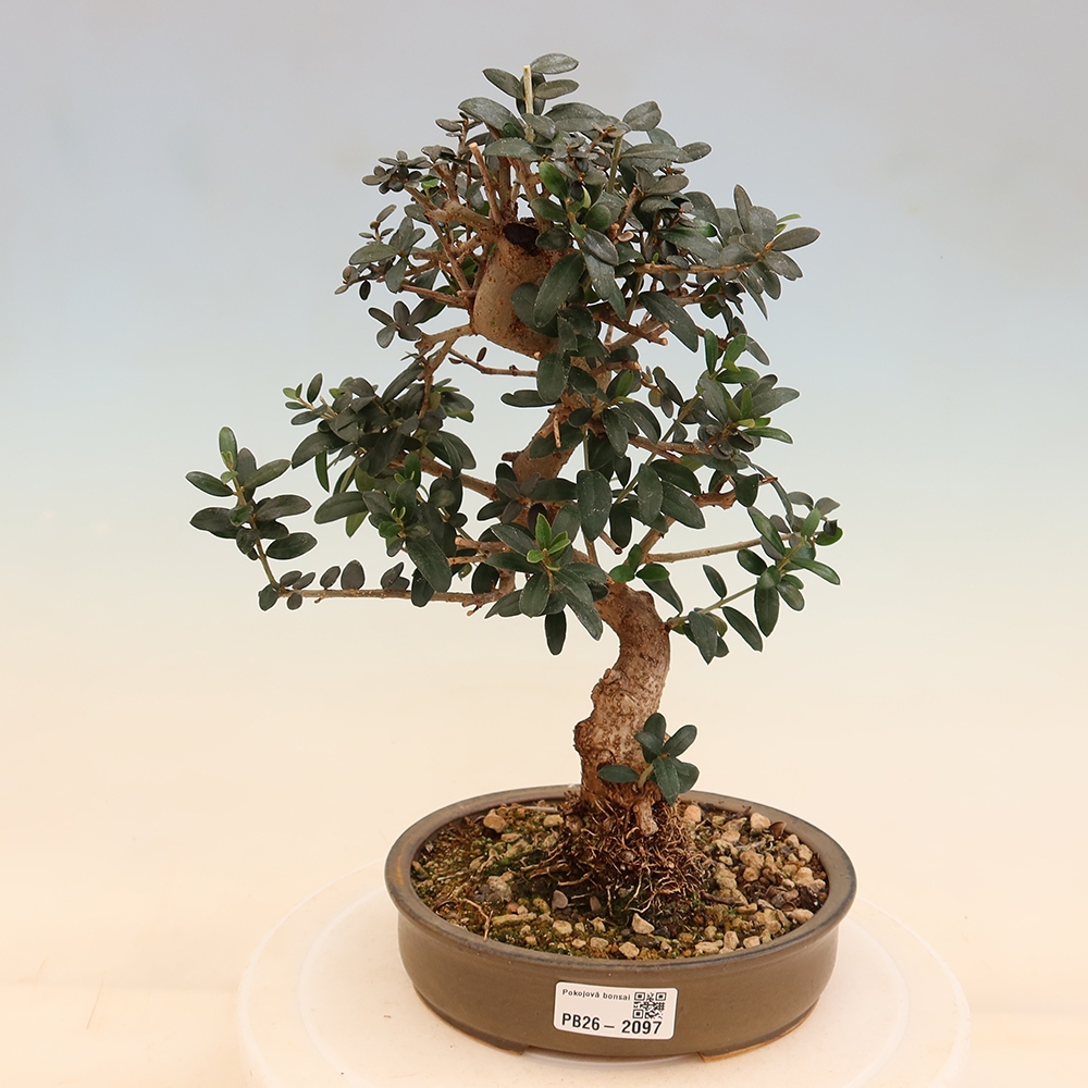 Beltéri bonsai - Olea europaea sylvestris