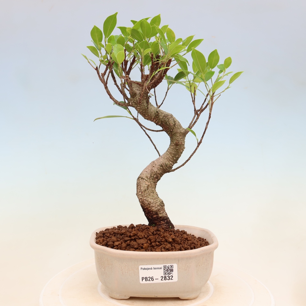 Szobai bonsai - Ficus kimmen - kislevelű fikusz