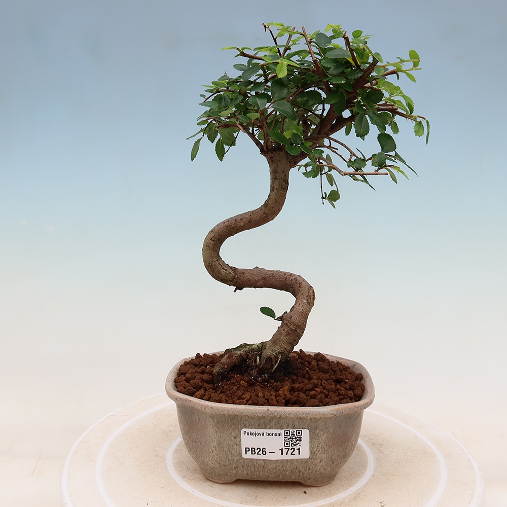 Szobai bonsai - Ulmus parvifolia - Kislevelű szilfa
