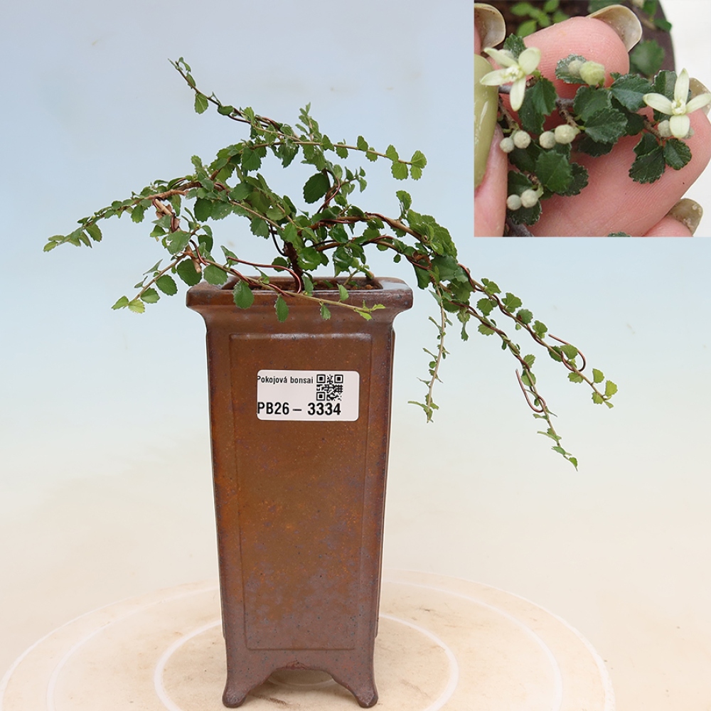 Szobai bonsai - Grewia sp. - Grewia malafolia