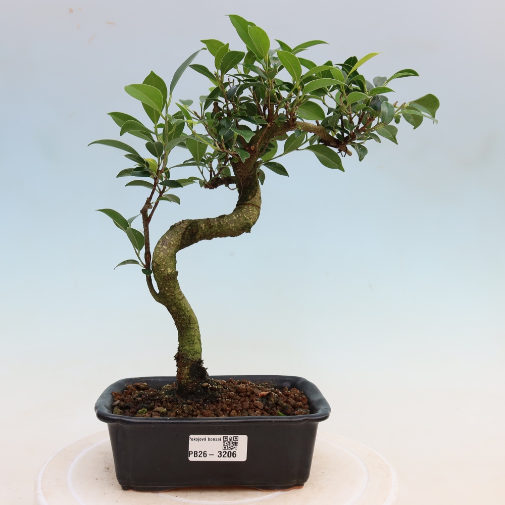 Szobai bonsai - Ficus kimmen - kislevelű fikusz