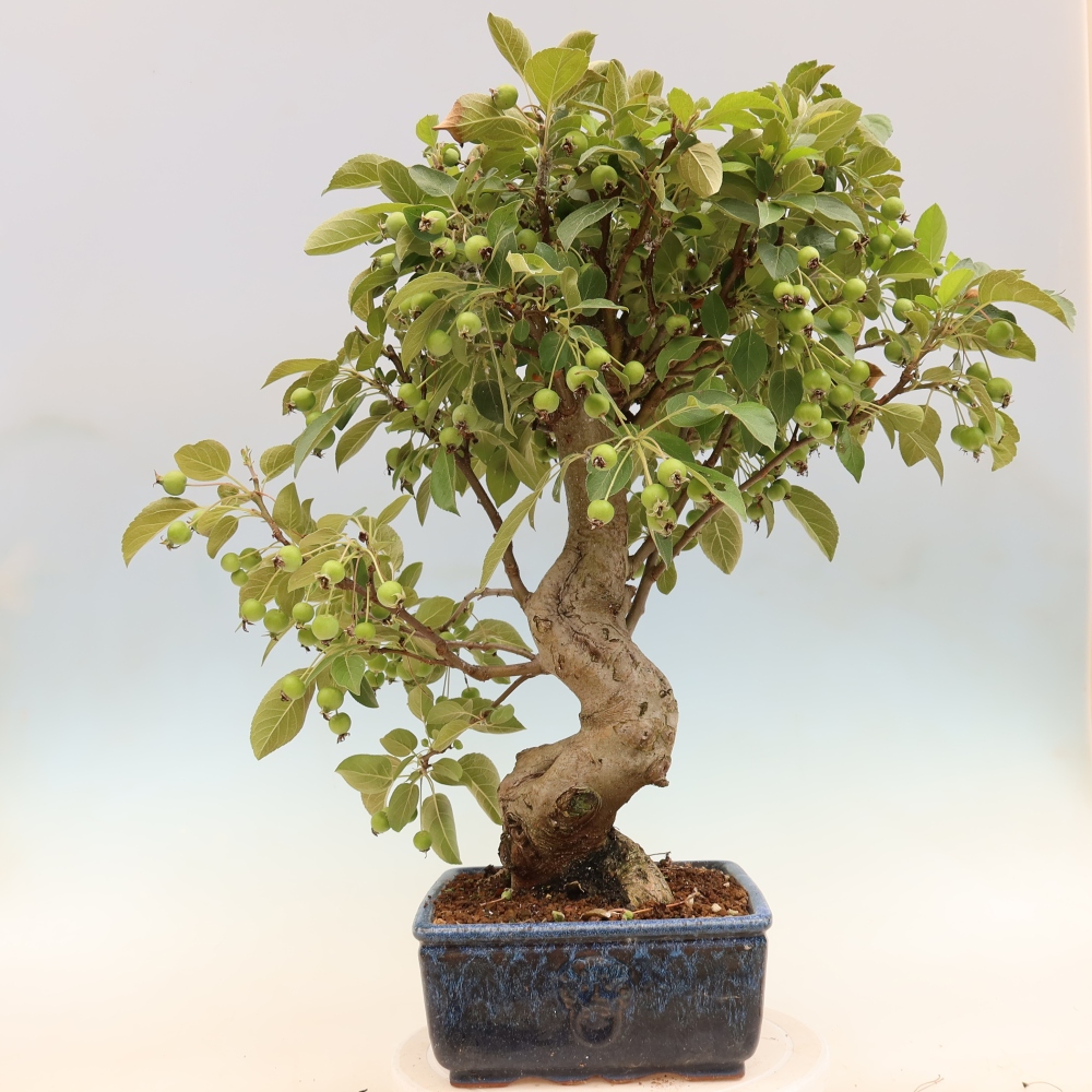 Kültéri bonsai -Malus halliana - Kis gyümölcsű almafa