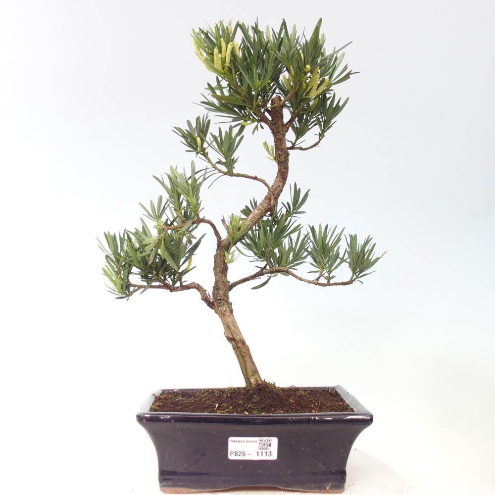 Szobai bonsai - Podocarpus - Kőtiszafa
