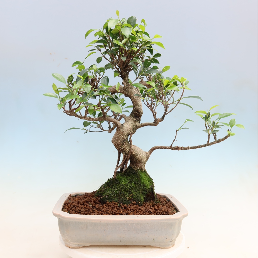 Szobai bonsai - Ficus kimmen - kislevelű fikusz