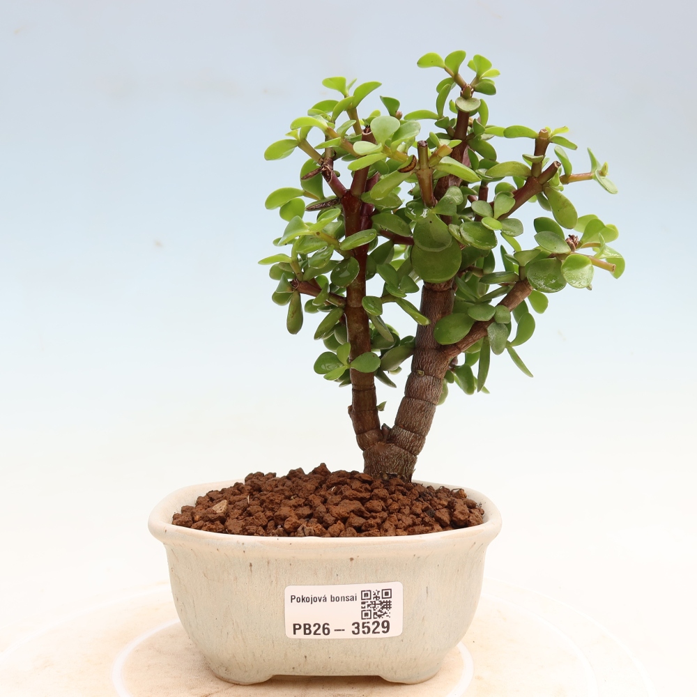 Szoba bonsai - Portulakaria Afra - Tlustice