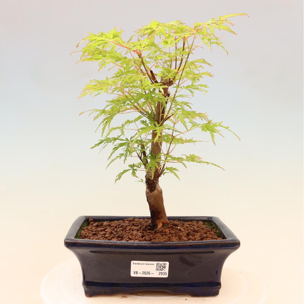 Kültéri bonsai - Acer palmatum Dissectum