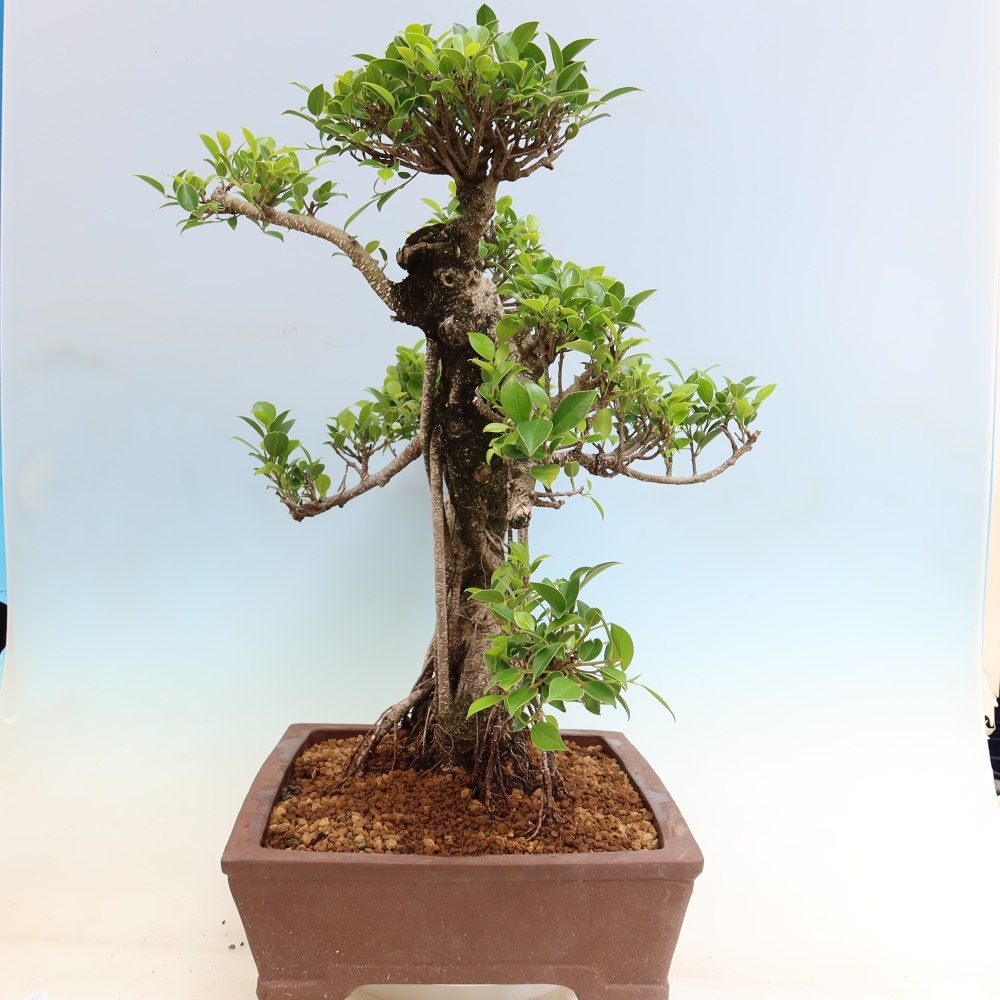 Szobai bonsai - Ficus kimmen - kislevelű fikusz
