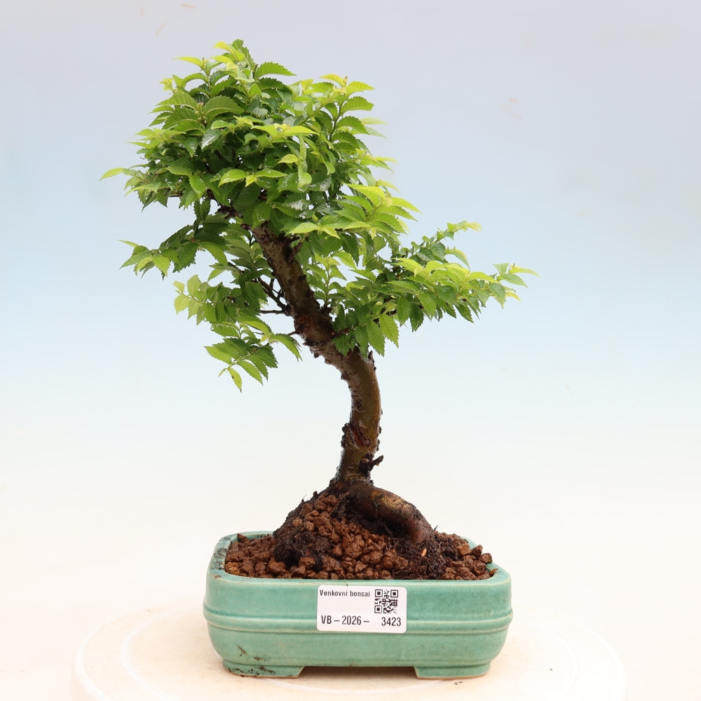 Kültéri bonsai – Ulmus Jacqueline Hillier – Gyönyörű szil