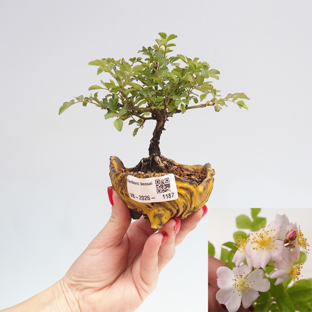 Kültéri bonsai - Rosa sp. - kisvirágú rózsa
