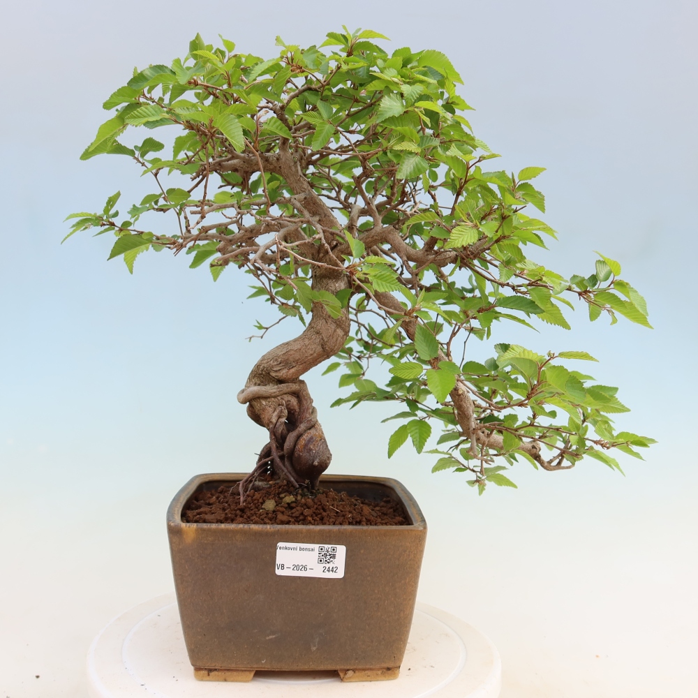 Kültéri bonsai -Carpinus Coreana - Koreai gyertyánfa