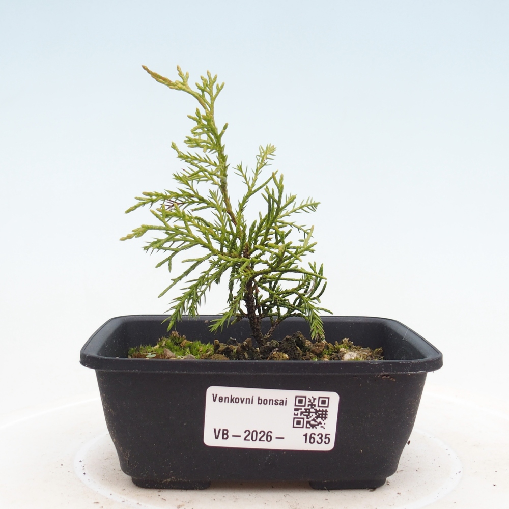 Kültéri bonsai - Juniperus chinensis Itoigawa