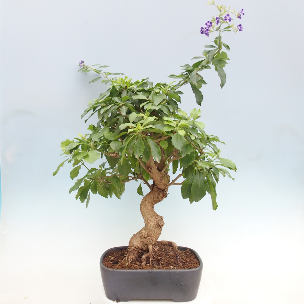 Szobai bonsai - Duranta repens -Duranta