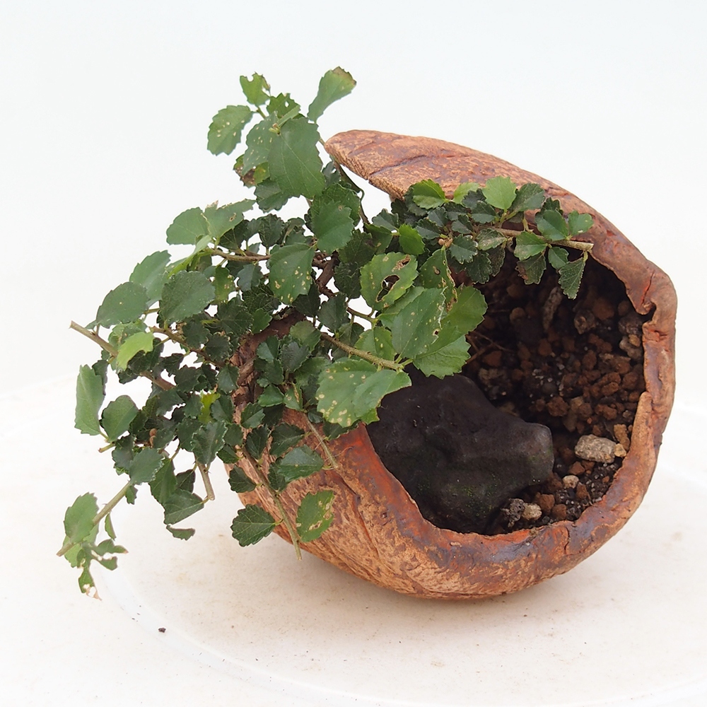 Szobai bonsai - Grewia sp. - Grewia malafolia