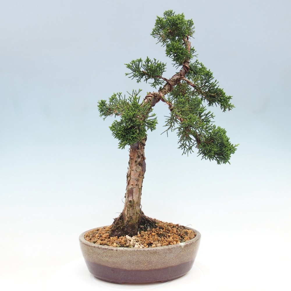 Kültéri bonsai - Juniperus chinensis Kishu