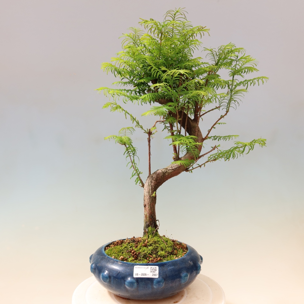 Kültéri bonsai - Metasequoia glyptostroboides - Kínai metasequoia
