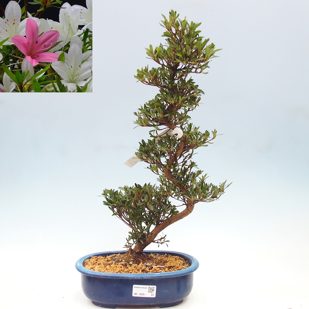 Kültéri bonsai - Japán azálea - Azalea Hakurin